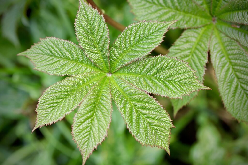 leaf, leaf veins, green leaf, leaf structures, green, spring, nature, leaves, close up